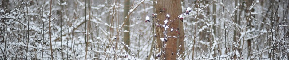 CuteJav.Net
